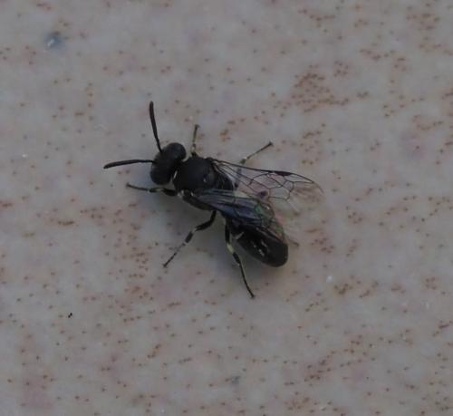 Réf. 231 983 : Hylaeus sp.